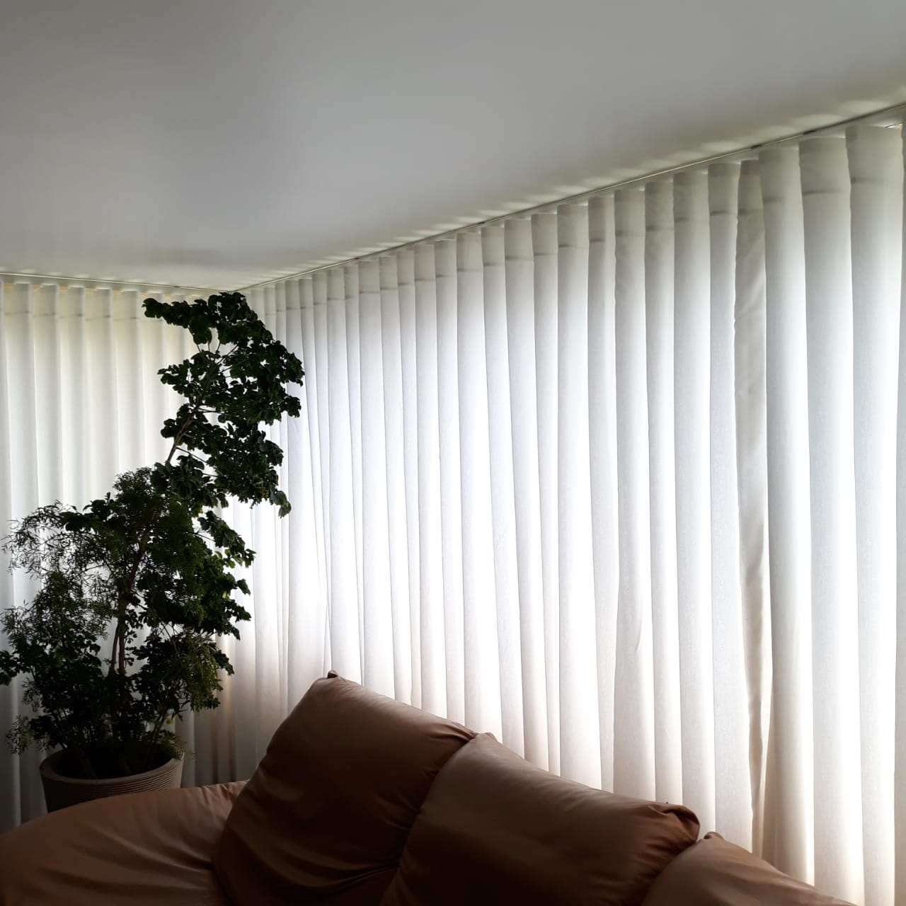 Rose Belas Cortinas foto 4